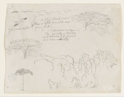 Sketches from South America, Probably from Colombia. Birds, Trees. by Frederic Edwin Church